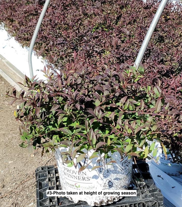 DEUTZIA `YUKI CHERRY BLOSSOM`
