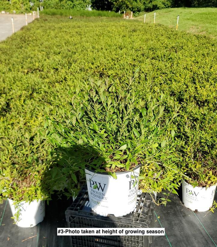 DEUTZIA `YUKI SNOWFLAKE`