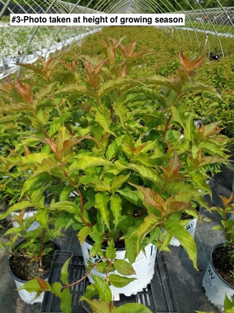 DIERVILLA RIVULARIS `KODIAK ORANGE`