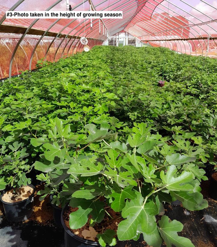 FICUS CARICA `VERNS BROWN TURKEY`