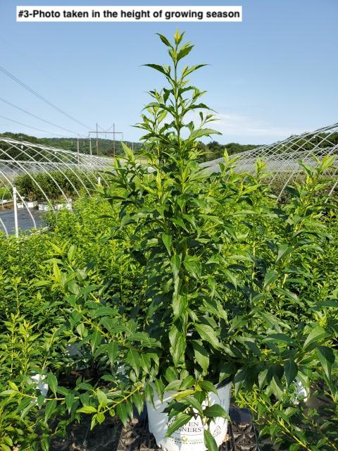FORSYTHIA X `SHOW OFF STARLET`