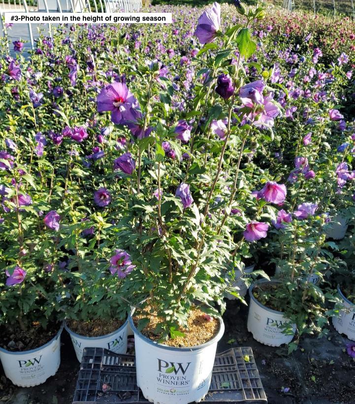 HIBISCUS SYR. PARAPLU `VIOLET`