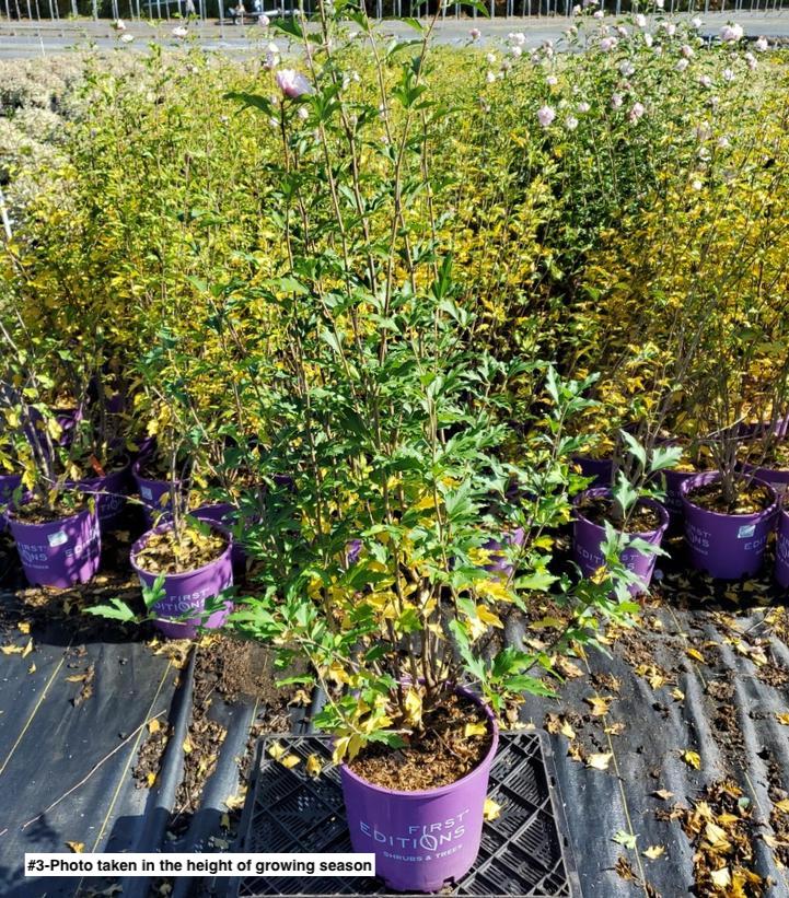 HIBISCUS SYR. FRENCH CABARET `BLUSH`