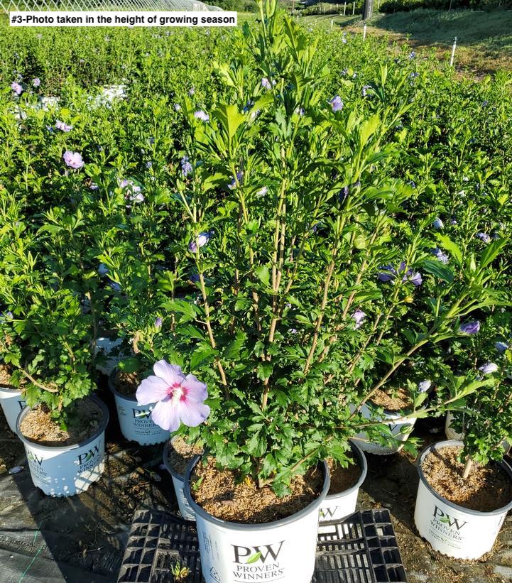 HIBISCUS SYR. `AZURRI BLUE SATIN`
