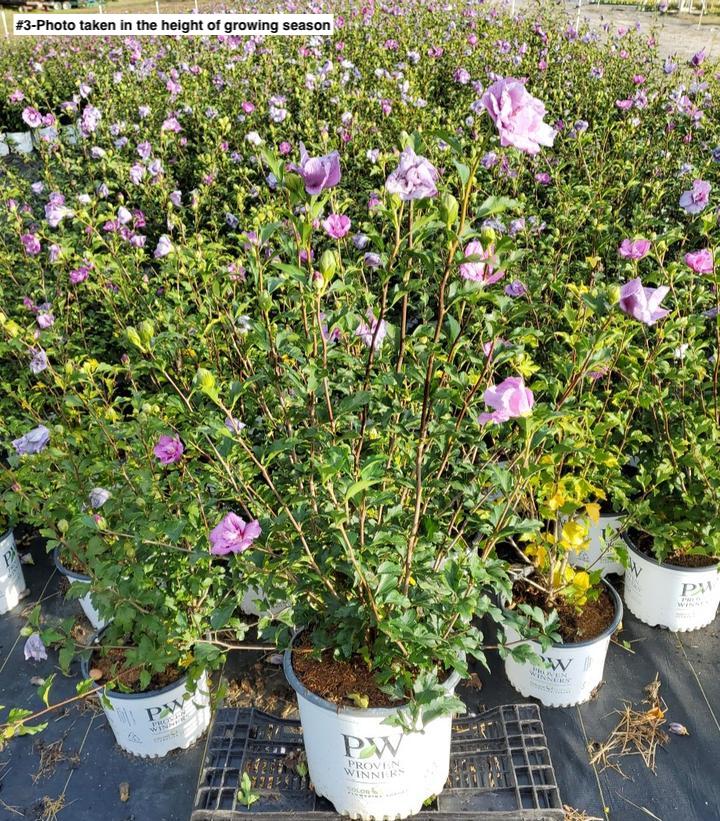 HIBISCUS SYR. `LAVENDER CHIFFON` - TREE