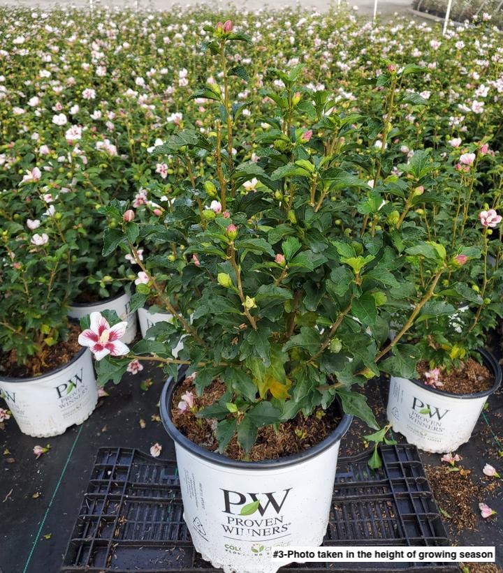 HIBISCUS SYR. `LIL` KIM`