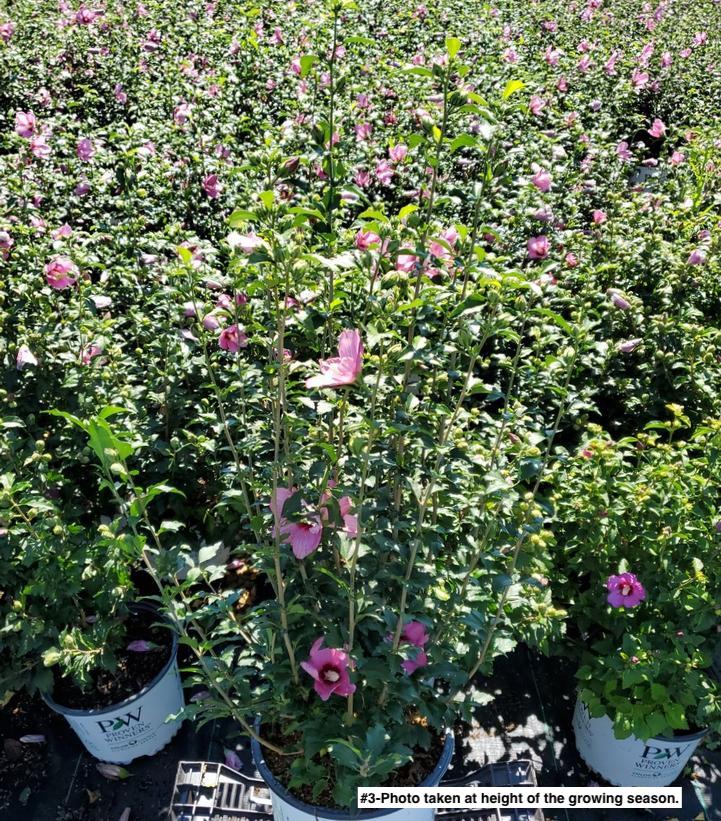 HIBISCUS SYR. `LIL` KIM RED`