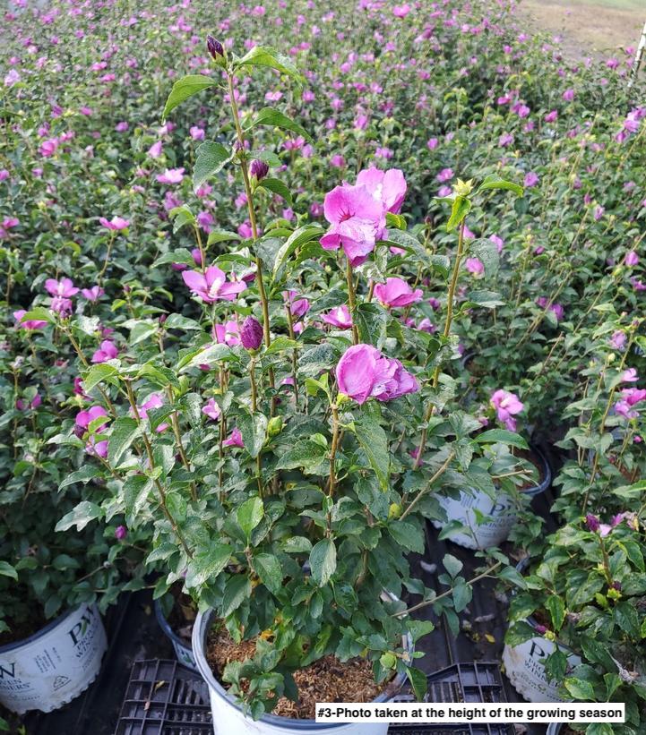 HIBISCUS SYR. `LIL` KIM VIOLET`