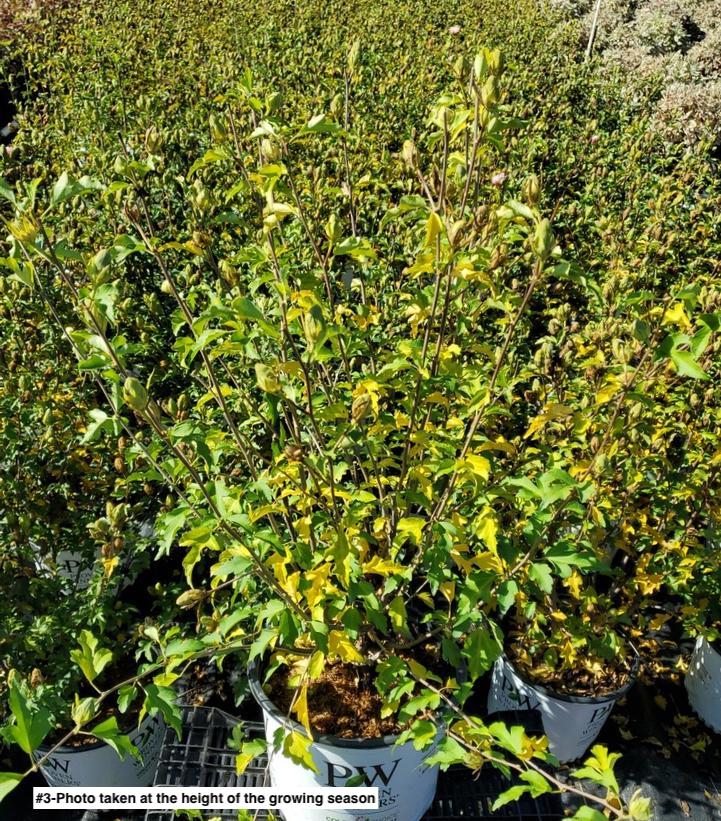 HIBISCUS SYR. `PINK CHIFFON`