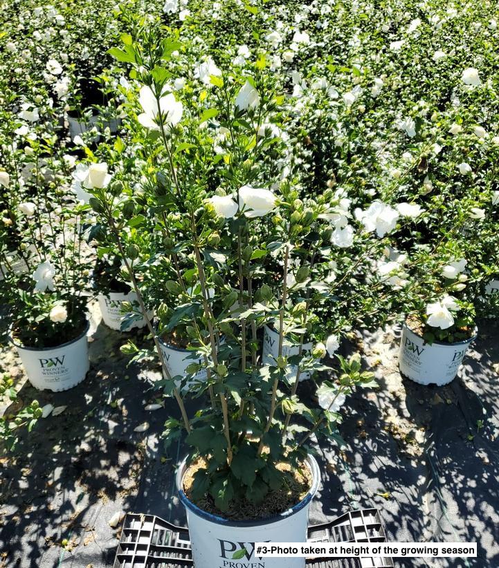 HIBISCUS SYR. `WHITE CHIFFON`