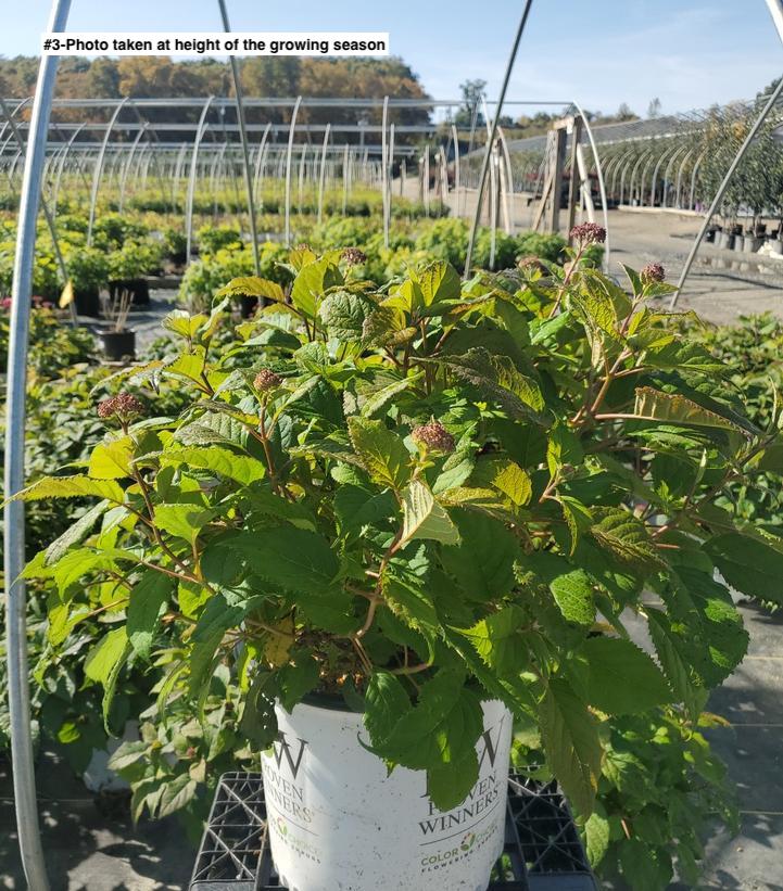 HYDRANGEA ARB. INVINCIBELLE `RUBY`