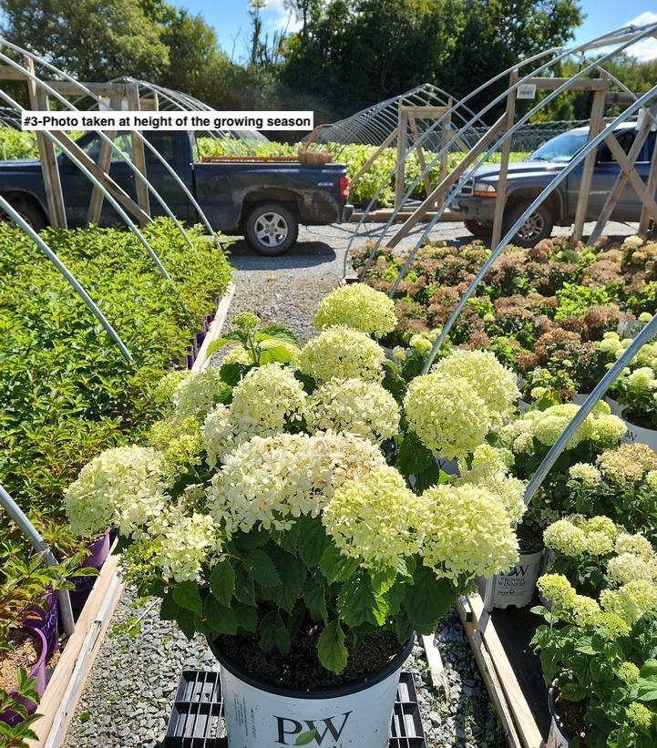 HYDRANGEA ARB. INVINCIBELLE `LIMETTA`