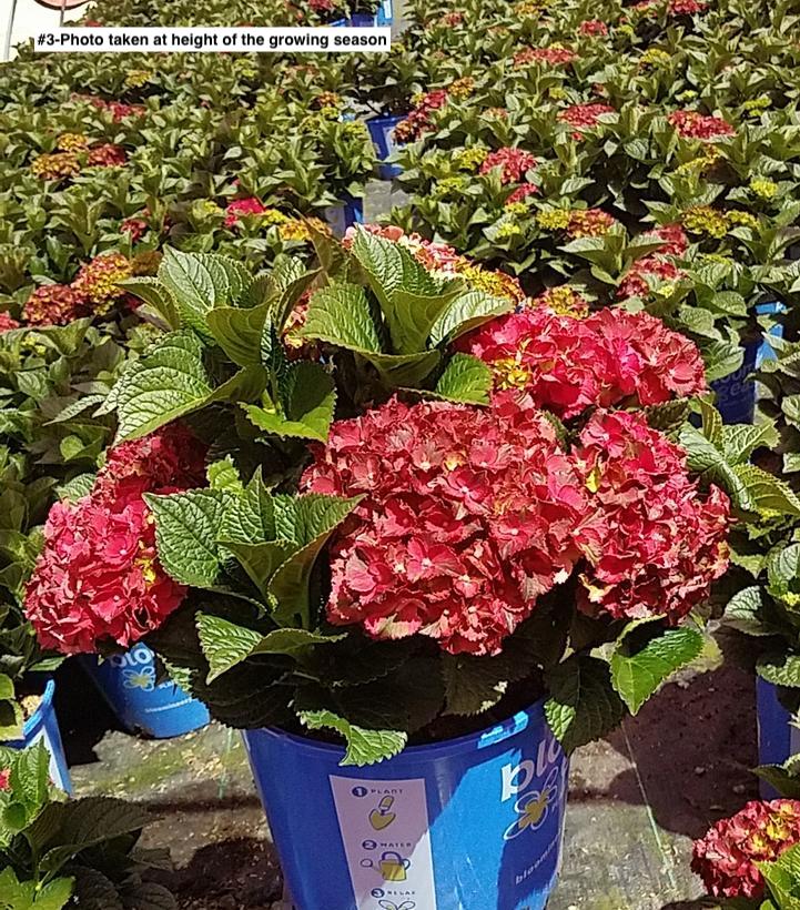 HYDRANGEA M `CHERRY-GO-ROUND`