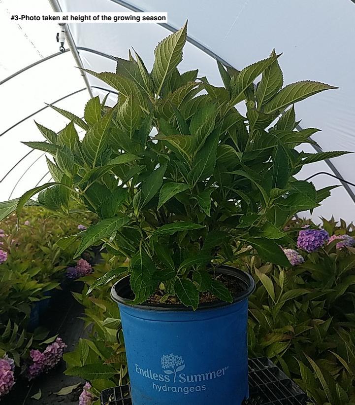HYDRANGEA M `E.S.BLOOMSTRUCK`