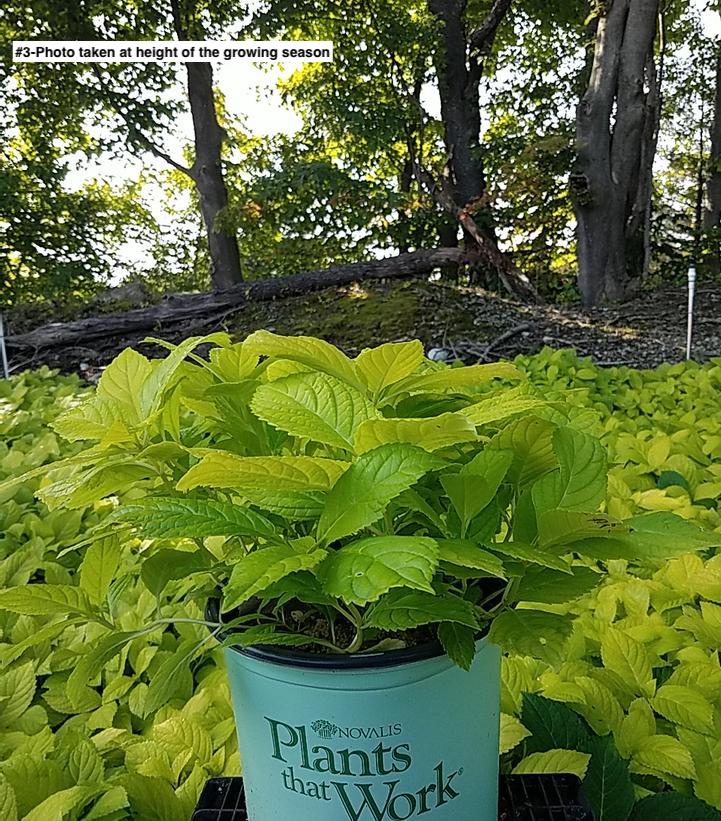 HYDRANGEA M `GOLDEN PENNY`
