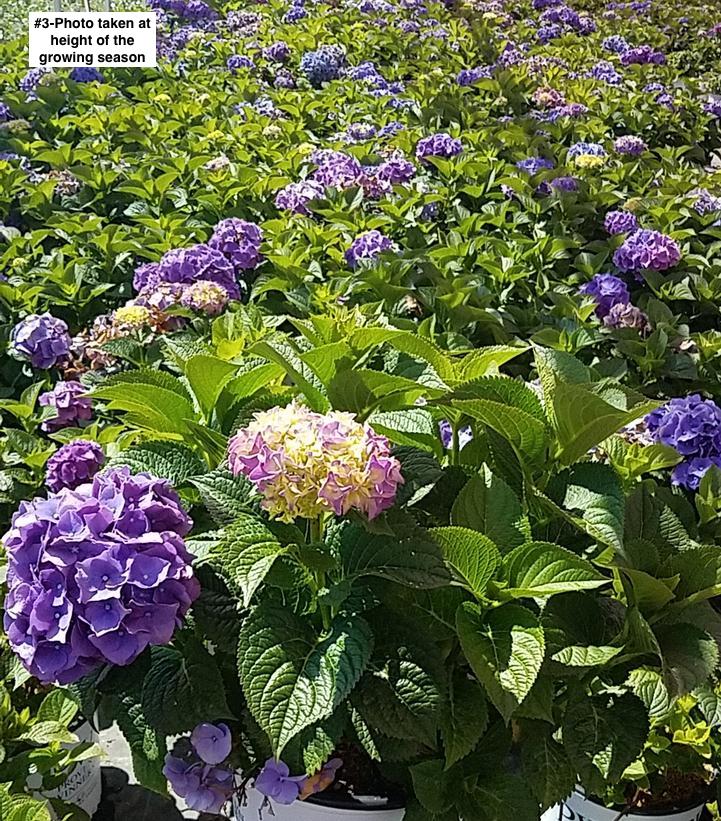 HYDRANGEA M L.D. `BIG BAND`