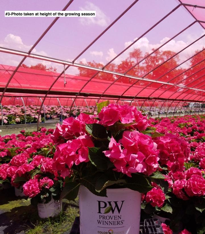 HYDRANGEA M `WEE BIT GIDDY`