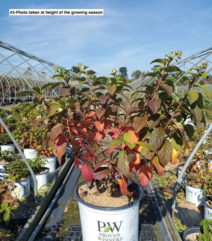 HYDRANGEA PAN. `BOBO`