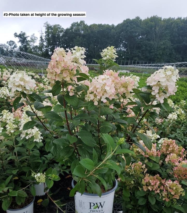 HYDRANGEA PAN. `LITTLE QUICK FIRE`