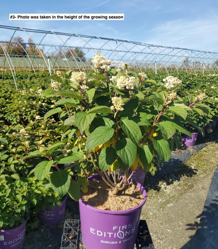 HYDRANGEA PAN. `LITTLE HOTTIE`