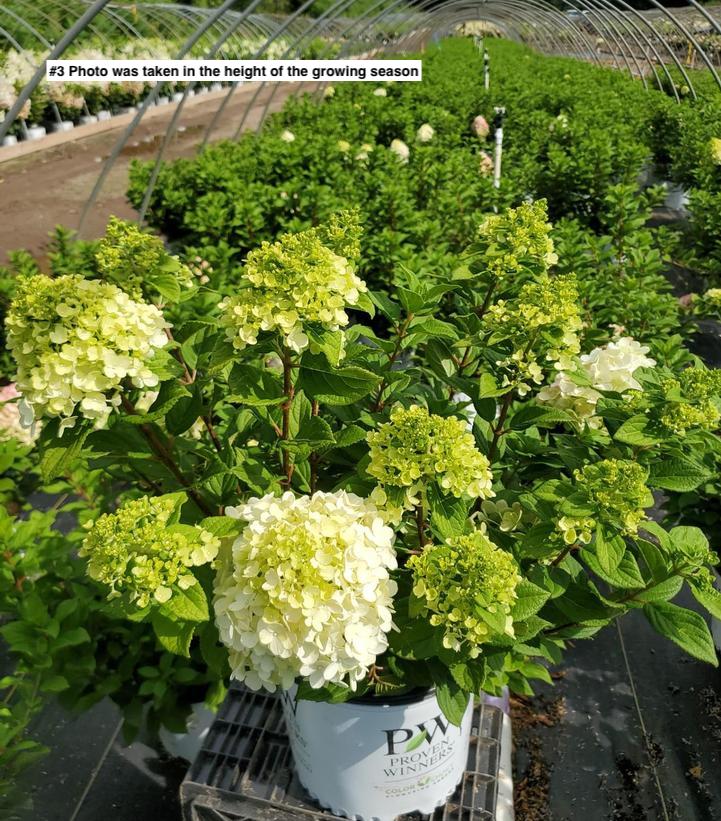 HYDRANGEA PAN. `LITTLE LIME PUNCH`