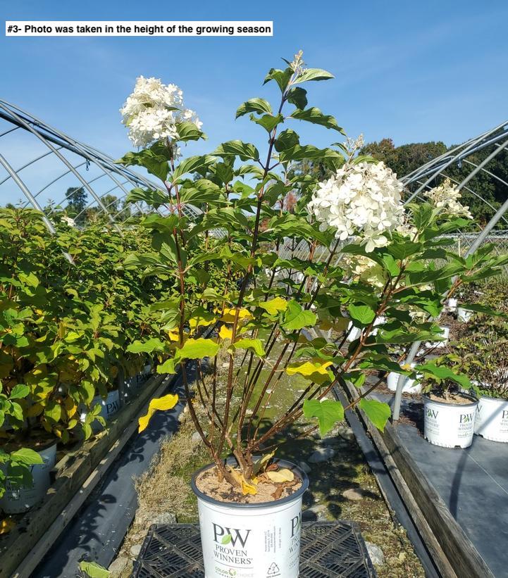 HYDRANGEA PAN. `PUFFER FISH`