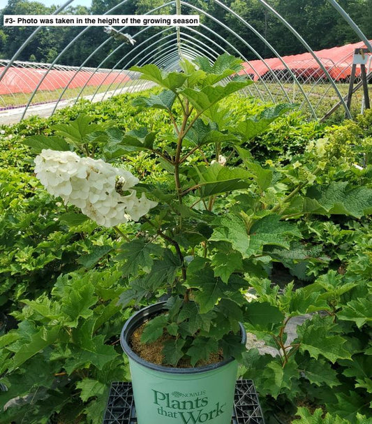 HYDRANGEA QUE. `RUBY SLIPPERS`