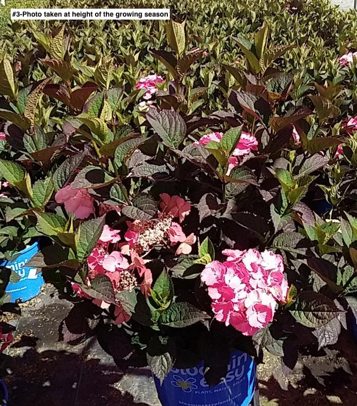 HYDRANGEA M.S. `PINK DYNAMO`