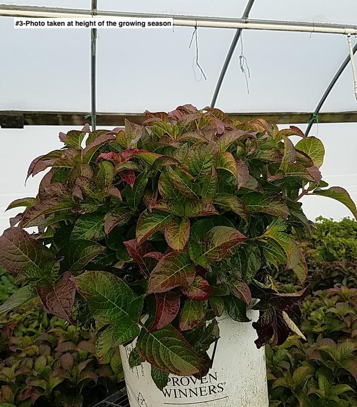HYDRANGEA M.S. `TUFF STUFF RED`