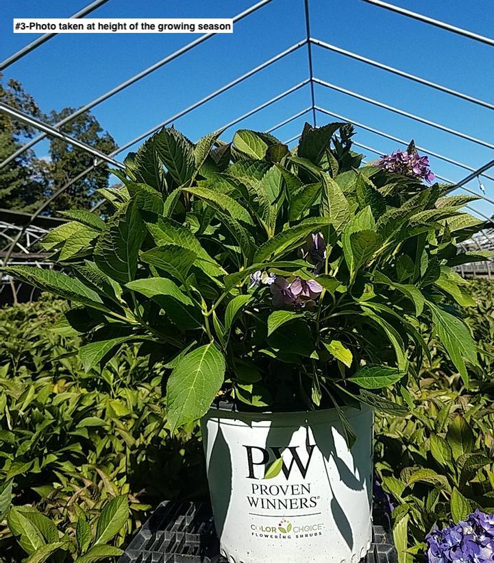 HYDRANGEA M.S. L.D. `ARRIBA`