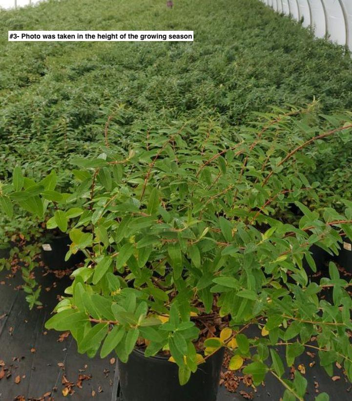 HYPERICUM PATULUM `HIDCOTE`