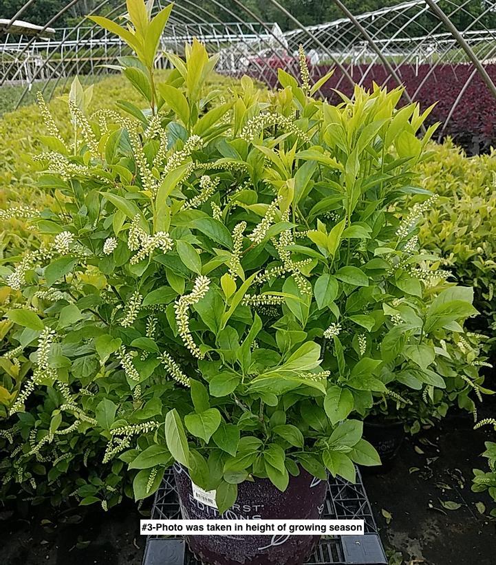 ITEA VIRGINICA `LOVE CHILD`