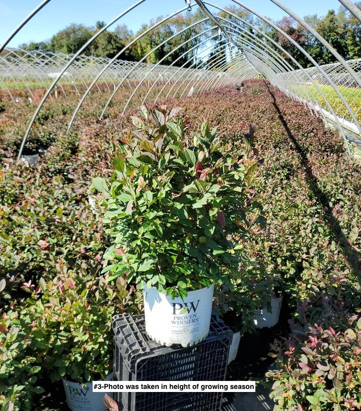 ITEA VIRGINICA `SCENTLANDIA`