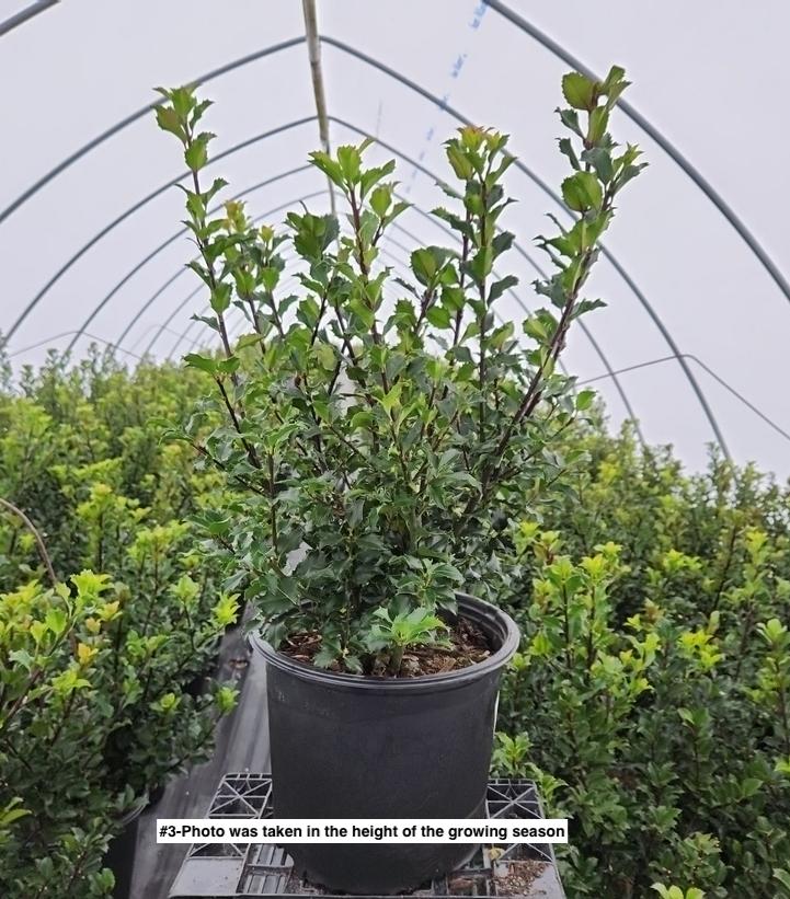 ILEX X MESERVEAE `BERRYIFIC`