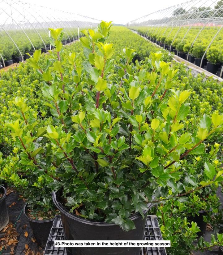 ILEX X MESERVEAE `BLUE PRINCE`
