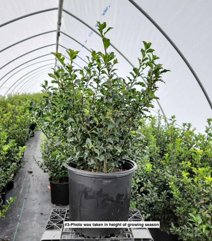 ILEX X MESERVEAE `BLUE PRINCESS`