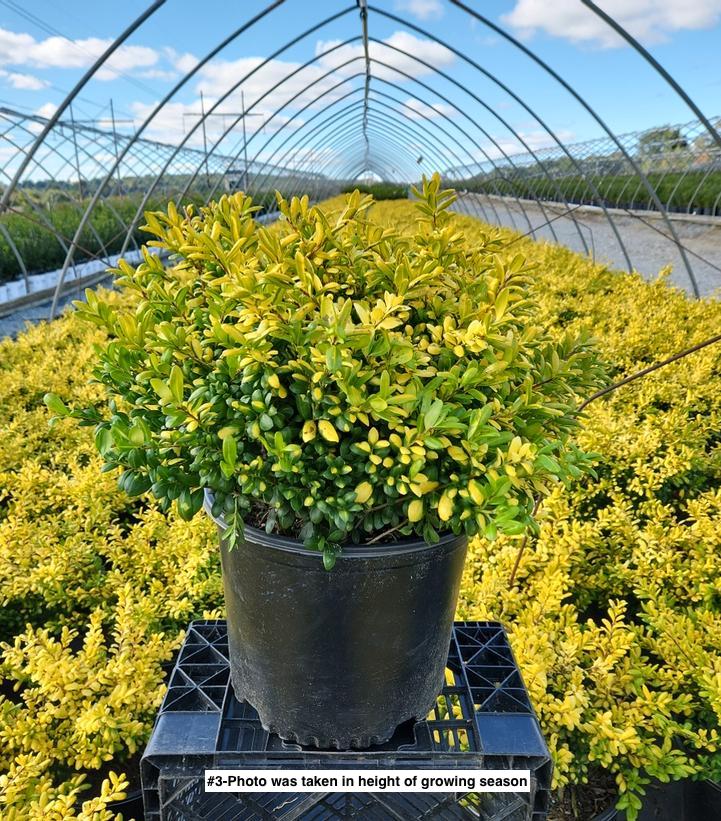 ILEX CRENATA `DROPS OF GOLD`