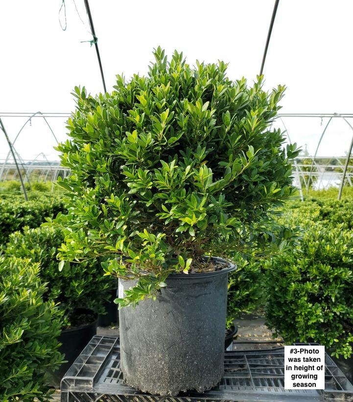 ILEX CRENATA `HOOGENDOORN`