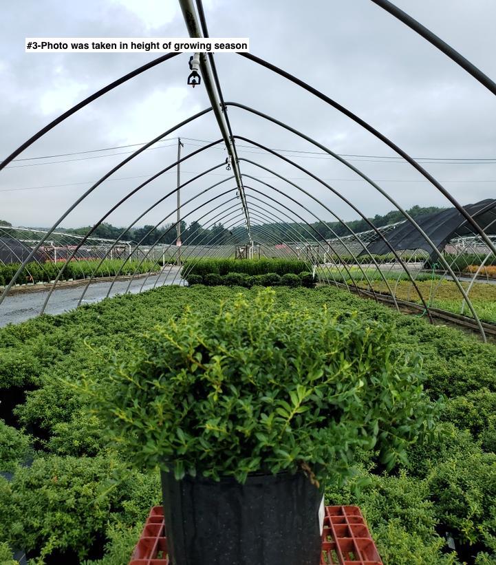 ILEX CRENATA `SOFT TOUCH`