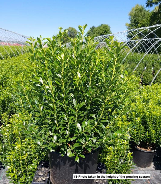 ILEX GLABRA `SHAMROCK`