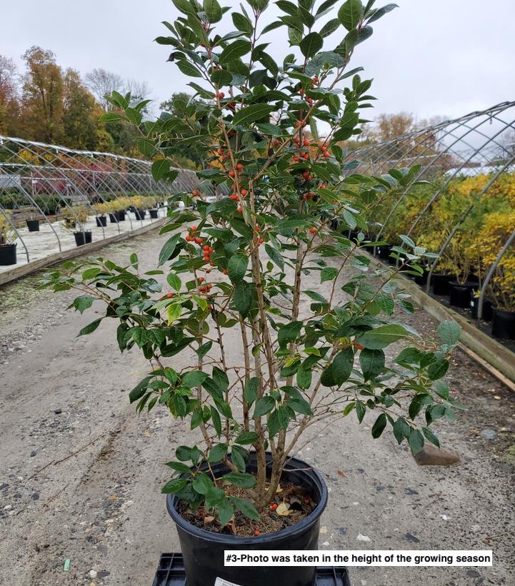 ILEX VERTICILLATA MAGICAL `SHOWTIME`