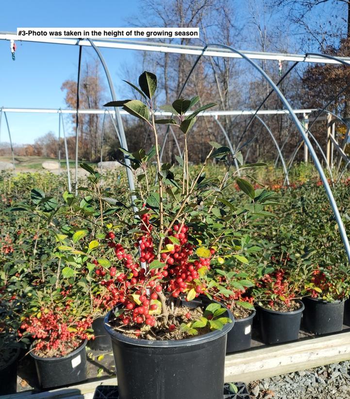 ILEX VERTICILLATA `RED SPRITE`