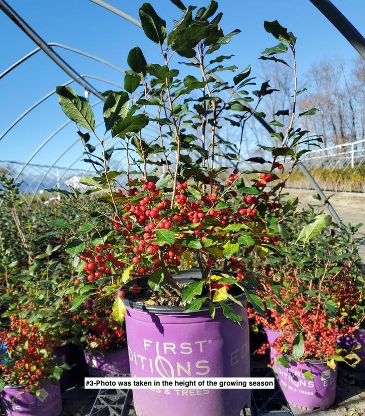 ILEX VERTICILLATA `WILDFIRE`