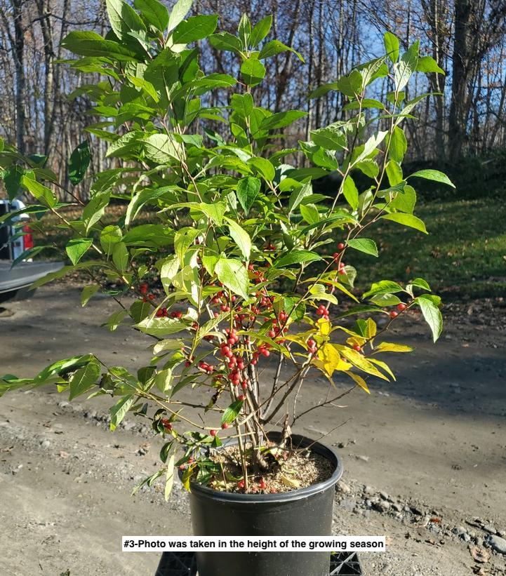 ILEX VERTICILLATA `WINTER RED`