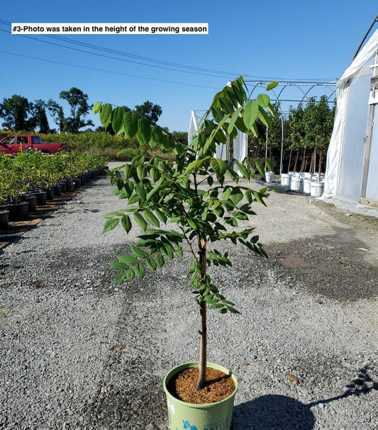 JUGLANS NIGRA (WALNUT)