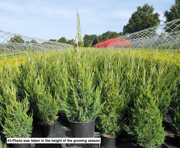 JUNIPERUS CHINENSIS `HETZII COLUMNARIS`