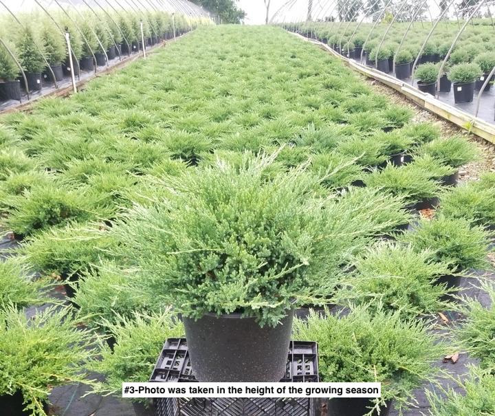 JUNIPERUS CHINENSIS `SARGENTII VIRIDIS`