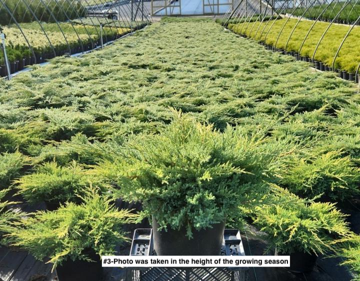 JUNIPERUS CHINENSIS `GOLD STAR`