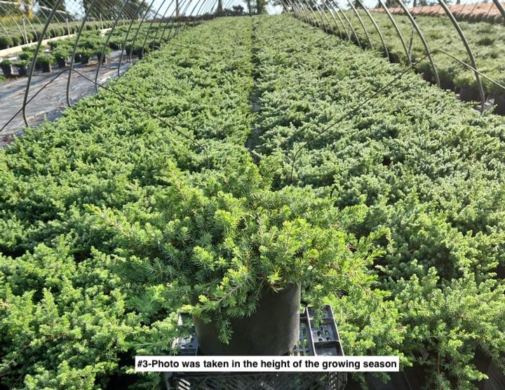 JUNIPERUS CONFERTA `BLUE PACIFIC`