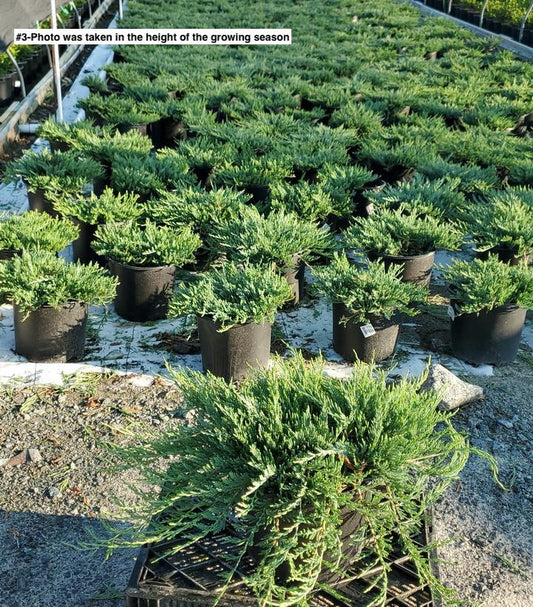 JUNIPERUS HORIZONTALIS `BAR HARBOR`